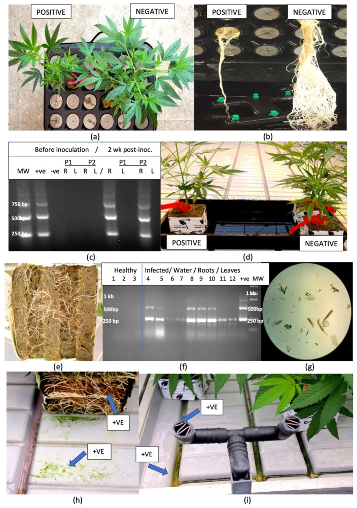 Transmission of hop latent viroid through infected roots of cannabis plants and through recirculated nutrient solution. (a) Placement of a HLVd-infected cutting and a healthy cutting of genotype ‘B2’ in the same Kloner. (b) Root development on both plants at 2 weeks shows a difference between the infected and healthy plant. (c) RT-PCR analysis of plants from the Kloner before and after the start of the experiment. Results are shown for duplicate plants (P1, P2). No bands were observed in the healthy plants before inoculation and bands reflecting positive detection of HLVd were observed in the roots of these plants after 2 weeks. (d) Placement of a HLVd-infected plant of ‘B2’ with healthy plants at the opposite ends of a tray. The trays were flooded twice daily for 2 weeks, after which plants were sampled. (e) Underside of the rockwool block showing development of roots in the infected ‘B2’ plant used in the experiment. (f) RT-PCR results from analysis of healthy and infected plants used in the experiment, water (nutrient) sample, and roots and leaves from the previously healthy plants which now contain the viroid. (g) A sample of nutrient solution from around the root zone shows the presence of small broken roots and sloughed off root cells. (h,i) Detection of HLVd (as denoted by +ve) using RT-qPCR. The viroid was present on the root surface, on the surface of the table immediately below the roots, in the grooves of the table where irrigation water accumulated, in drainage water and in the irrigation nozzles releasing recirculated nutrient solution.