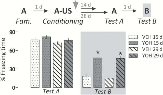 Generalized fear expression induced by yohimbine (YOH; 1.0mg/kg i.p.) persists over 29 days. Animals were subjected to Tests A and B undrugged. The scheme above the graph represents the experimental design adopted. The arrowhead indicates the moment of drug administration. Bars represent the percentage of total time spent freezing. Values are expressed as mean ± SEM (n = 9–10/group). *p < 0.05 from the respective control group (VEH).