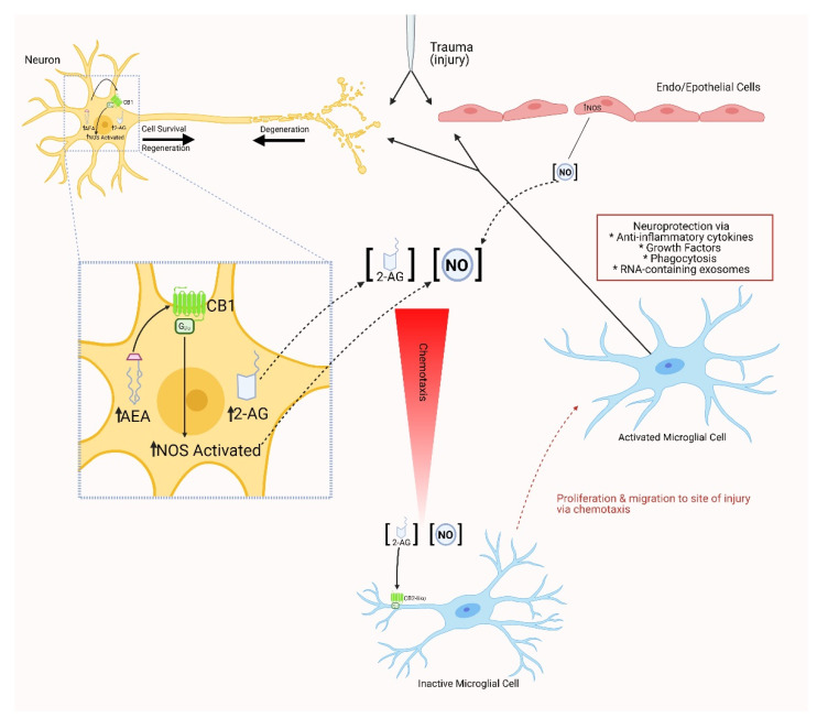 Experimental model summarizing the role of endocannabinoid signaling and nitric oxide production in the activation and chemotaxis of microglia after nervous system injury in the leech. CNS injury elicits an increase in nitric oxide synthase activity in both endo- and epithelial cells, as well as damaged neurons. NO diffuses away from the injury site to promote the concentration-dependent directed movement of activated microglia to the damaged area. At the same time, activation of anabolic enzymes in damaged neurons leads to the increased production of the endocannabinoids AEA and 2-AG. AEA can act in an autocrine manner through CB1-like receptors on neurons to increase the production of NO at the lesion site as well as promote neurite growth. 2-AG, at the same time, acts as a chemoattractant for microglia via CB2-like receptors on the lamellipodia of these immunomodulatory cells. Activated microglia accumulate at the lesion site and provide neuroprotection with the release of anti-inflammatory cytokines, growth factors and RNA-containing exosomes as well as phagocytic activity to clean up cellular debris. (With contributions from [101,102]. [Created with Bio-render, BioRender.com (accessed on 21 January 2021).]