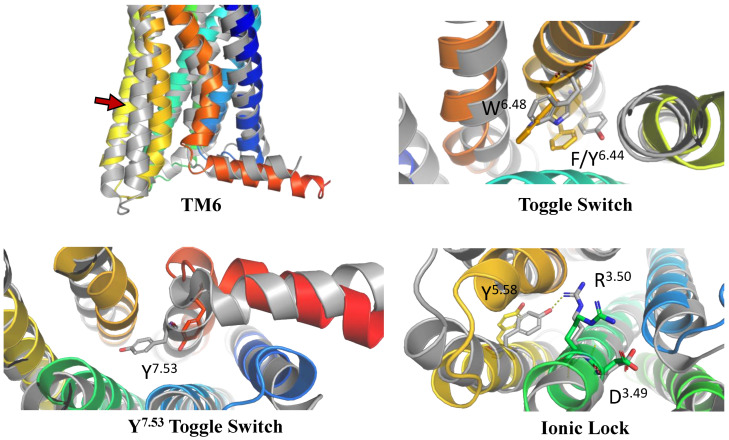 The validation of the inactive-state CXCR3 model through an analysis of micro- and macroswitches. The inactive-state model of CXCR3 (blue-to-red) was superposed on active-state chemokine receptor structures (gray): 7O7F (CCR5) [88] for TM6 and the tryptophan toggle switch W6.48 with F6.44 from the PIF motif [89], and 6WWZ (CCR6) for comparison of the tyrosine toggle switch Y7.53 and the ionic lock including R3.50 from the DRY motif. The residues have been labeled using the Ballesteros–Weinstein numbering system [90].