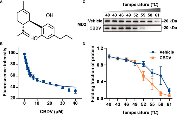 Biophysical binding of CBDV with MD2. (A) The chemical structure of CBDV. (B) Titration curve of MD2 intrinsic fluorescence with the increasing concentrations of CBDV. Emission at 337 nm (excitation at 280 nm) was plotted against the titrated CBDV concentration. Kd value of 3.9 ± 0.3 μM was derived by nonlinear least-squares fitting of a one-site binding model for CBDV interacting with MD2. (C, D) Cellular thermal shift assay (CETSA) of MD2 with CBDV. CBDV binding decreased MD2 thermal stability (ΔTm = -4.3 ± 0.1 °C). All experiments were performed three times independently, and data were given as the mean ± S.E.M.