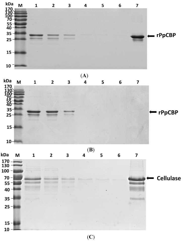 Recombinant PpCBP binds chitin, but not cellulose. (A) rPpCBP binds chitin. Lane M, protein molecular weight markers; lane 1, rPpCBP; lane 2, flow through fraction; lanes 3–6 consecutive washes 1–4; lane 7, proteins eluted from the column in the presence of 8 M urea; (B) rPpCBP does not bind cellulose. Lane identities just listed; (C) Cellulase binds cellulose. Lane identities listed for (A) except lane 1 was cellulase. The same volume for each fraction was loaded onto the gel except that the proteins in lane 7 were concentrated 10-fold.