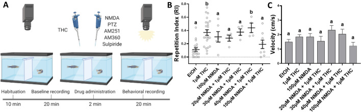 (A) Co-administration of Tetrahydrocannabinol (THC) and N-methyl-D-aspartate (NMDA) affects the THC-induced behavioral stereotypy in adult zebrafish. (B) At 100 μM NMDA with 1 μM THC the THC-induced Repetition Index (RI), calculated as a mean ± SEM, was not statistically different from the controls (EtOH) (ns p > 0.9999). (C) Nor did NMDA and THC co-administration affect the swimming velocity during exposure. Controls EtOH (0.0015%) (n = 19), 1 μM THC (n = 23), 100 μM NMDA (n = 6), 20 μM NMDA + 1 μM THC (n = 4), 30 μM NMDA + 1 μM THC (n = 4), 40 μM NMDA + 1 μM THC (n = 4) and 100 μM NMDA + 1 μM THC (n = 8). Mean RI values of 20 mM NMDA (n = 4), 30 mM NMDA (n = 4) and 40 mM NMDA (n = 4) were similar to 100 μM NMDA. Values without a letter in common are statistically different to the control condition (p < 0.05, Kruskal–Wallis and Dunn's multiple comparisons). Figure 2A was created with BioRender.com.