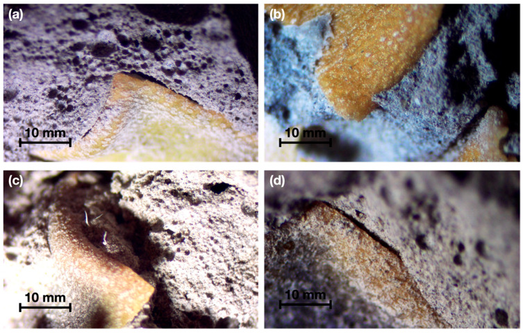 Microscopy performed on plant-based concrete samples. (a) S/T; (b) T/H; (c) T/NaOH; (d) T/P.