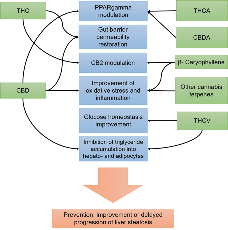 Nonexhaustive pathways by which cannabis chemical components may exert beneficial actions on liver steatosis. Direct modulation of CB1 by CBD and THC is not represented. CB2, cannabinoid receptor 2; CBD, cannabidiol; CBDA, cannabidiolic acid; THC, Δ9-tetrahydrocannabinol; THCA, Δ9-tetrahydrocannabinolic acid; THCV, tetrahydrocannabivarin.
