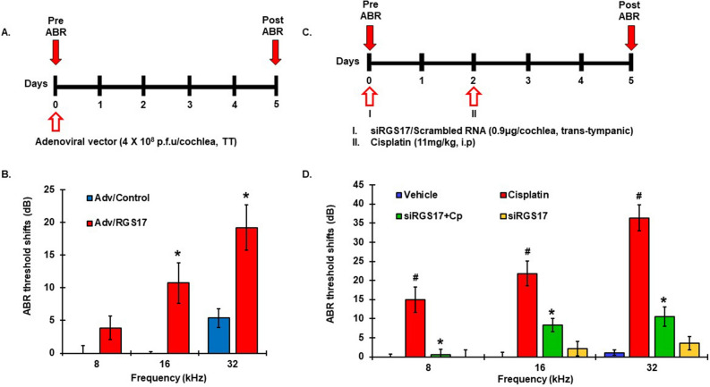 RGS17 overexpression compromised hearing ability whereas knocking down of RGS17 rescued hearing in rats. (A) Schematic diagram of the experimental protocol that illustrates the dosage and routes of administration of different treatment. Pre-treatment ABRs were measured prior to any drug administration on naïve male Wistar rats. Rats were administered either control adenoviral vector or adenoviral vector overexpressing RGS17 into ears via trans-tympanic delivery and post-treatment ABRs were assessed after 5 days. (B) Adenoviral vector overexpressing RGS17 in one ear showed significant increase in ABR threshold shifts than the control ear at 16 and 32 kHz. (C) Schematic diagram showing siRGS17 or scrambled RNA trans-tympanically administered immediately after pre-ABRs. Intraperitoneal administration of cisplatin was performed 2 days later for cisplatin-treated groups. Post-treatment ABRs were determined 3 days after cisplatin treatment. (D) Post ABR results showed significant elevations in threshold shifts with cisplatin at 8, 16 and 32 kHz. siRGS17 pretreatment significantly attenuated cisplatin-induced elevation in ABR threshold shifts. Data indicate mean ± SEM. #p < 0.01 versus. vehicle, *p < 0.01 versus cisplatin, N = 12, two-way ANOVA. TT trans-tympanic, i.p Intraperitoneal.