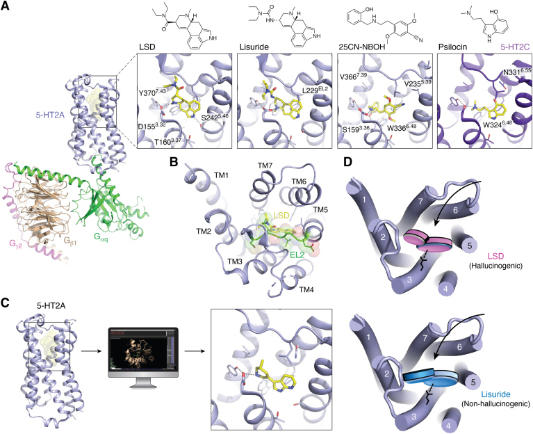 Structural studies of psychedelics and development of novel 5-HT2A agonists.A, overview of the 25CN-NBOH–bound 5-HT2A–Gq signaling complex cryoEM structure (PDB ID: 6WHA), with the receptor, Gαq, Gβ1, and Gγ2 highlighted in light blue, green, wheat, and magenta, respectively. Close ups of 5-HT2A (light blue) and 5-HT2C (purple) orthosteric-binding sites showing binding poses of LSD (PDB ID: 6WGT), lisuride (PDB ID: 7WC7), 25CN-NBOH (PDB ID: 6WHA), and psilocin (PDB ID: 8DPG). Side chains and drugs (yellow) are shown as sticks, and gray dashes indicate hydrogen bonds and ionic interactions. B, extracellular view of the LSD-bound 5-HT2A orthosteric site reveals extracellular lid (green) formed by EL2 that covers the binding site. C, computational structure–guided ligand discovery generates a novel 5-HT2A agonist, (R)-69, whose binding pose was experimentally determined (PDB ID: 7RAN). D, schematic illustrates the distinct binding poses of the chemically related compounds LSD and lisuride that have been proposed to play a role in the distinct pharmacological effects of the drugs. 5-HT, 5-hydroxytryptamine; EL, extracellular loop; LSD, lysergic acid diethylamide.