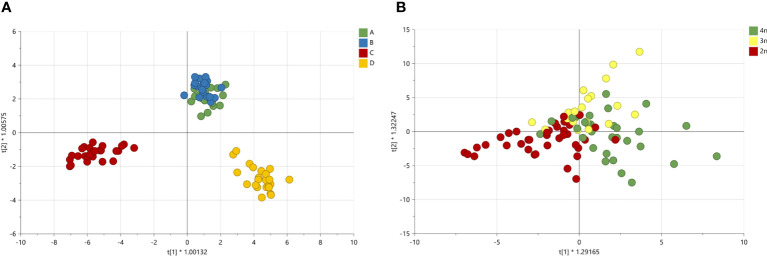 Orthogonal partial least square analysis-discriminant analysis of GC-MS analysis of 4 Cannabis sativa L. cultivars A, B, C and D (A). The model was highly validated (R2X= 0.92, Q2 = 0.75 and p value in CV-ANOVA= 0). OPLS-DA on ploidy levels (B). The model was not validated (R2X= 0.45, Q2 = 0.07 and p value in CV-ANOVA= 1).