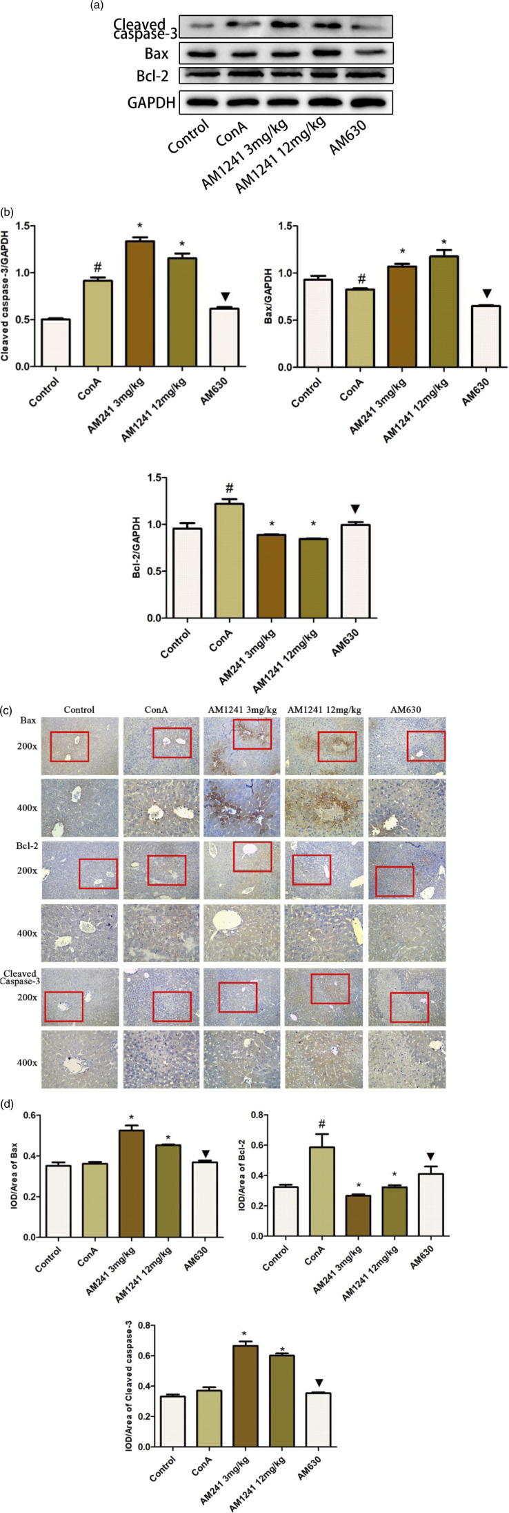 The effects of AM1241 on apoptosis in ConA-induced hepatitis mouse model. (a) The expressions of cleaved caspase-3, Bax and Bcl-2 protein levels were detected using Western blot. (b) The results of the Western blots were analysed with ImageJ. (c) The expressions of cleaved caspase-3, Bax and Bcl-2 protein levels were detected by immunohistochemistry staining in hepatic tissues at 9 h (×200 and ×400 magnification). (d) The results were analysed using Image-Pro Plus 6.0. Data are expressed as the mean ± SEM (n = 6; #p < 0.05 for ConA versus control; *p < 0.05 for AM1241 groups versus ConA; ▼p < 0.05 for AM630 versus AM1241 groups).
