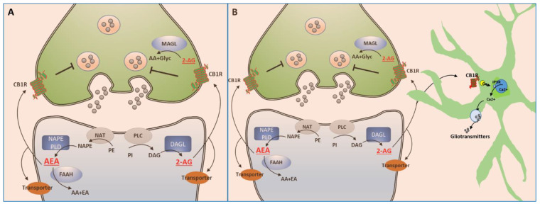 Schematic representation of the endocannabinoid signaling system. Endocannabinoids (eCBs) 2AG (2-arachidonoylglycerol) and AEA (anandamide) are synthesized in postsynaptic neurons and act pre-synaptically at their receptors (CB1Rs) in a retrograde mode (A). eCBs can also activate CB1R localized post-synaptically in some cases. In general, activation of CB1 receptors by eCBs decreases the probability of neurotransmitter release through multiple mechanisms, comprising inhibition of calcium influx and activation of potassium channels These effects are terminated by eCB reuptake followed by degradation: 2AG by MAGL pre-synaptically and AEA by FAAH post-synaptically. A large proportion (45–48%) of synapses in different brain regions is tripartite (B), formed by pre-synaptic and post-synaptic neurons, and a glial cell—an astrocyte—which expresses CB1R. In response to neuronal activation, eCBs released by the postsynaptic neurons can activate CB1R expressed on astrocytes. The astrocytes respond with an increase in intracellular calcium leading to release of gliotransmitters (B).