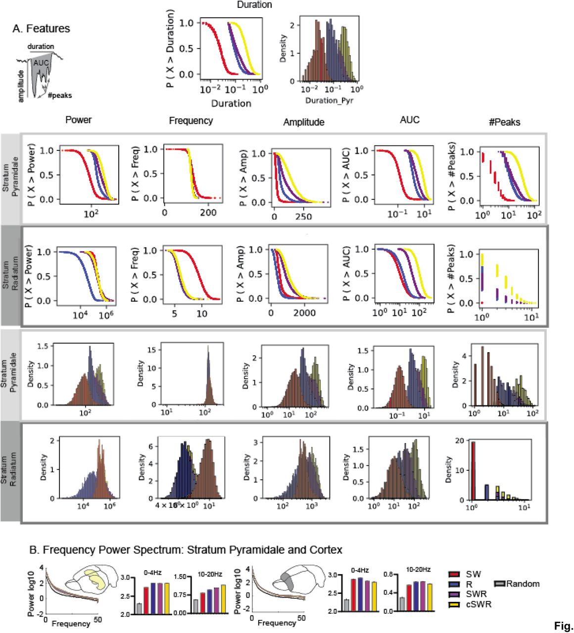 Event Characteristics:A. Shown are the features for the four types of events for both stratum pyramidale and radiatum. B. Power spectrum for stratum pyramidale of hippocampus and for the prefrontal cortex (prelimbic electrodes site) for delta and spindle range.