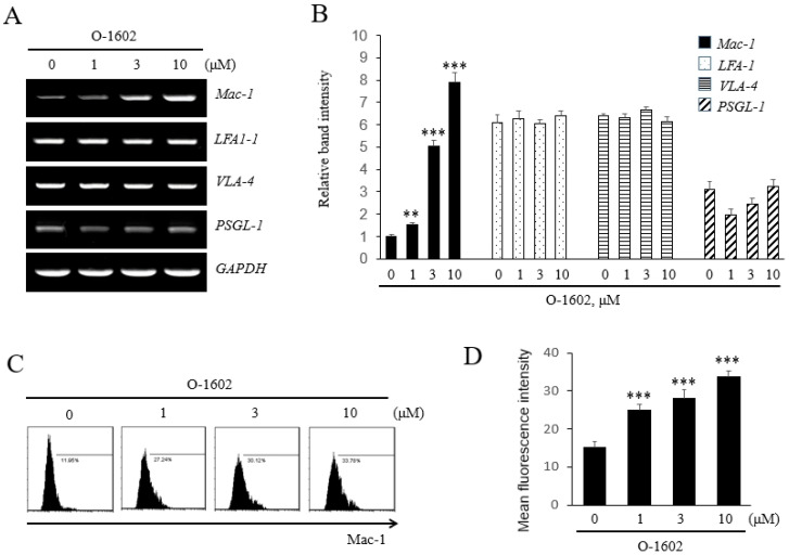 Effects of O-1602 on the expression of adhesion molecules in THP-1 cells. THP-1 cells were treated with the indicated concentration of O-1602 for 24 h. The mRNA expression of adhesion molecules was analyzed by RT-PCR. (A) Representative RT-PCR images. (B) Histograms showing the relative mRNA levels. (C) Representative flow cytometry images of Mac-1 protein. (D) Histograms showing relative Mac-1 protein levels. The results are presented as the mean ± SEM of three independent experiments. Statistical significance: ** p < 0.01, *** p < 0.001 vs. untreated control cells.