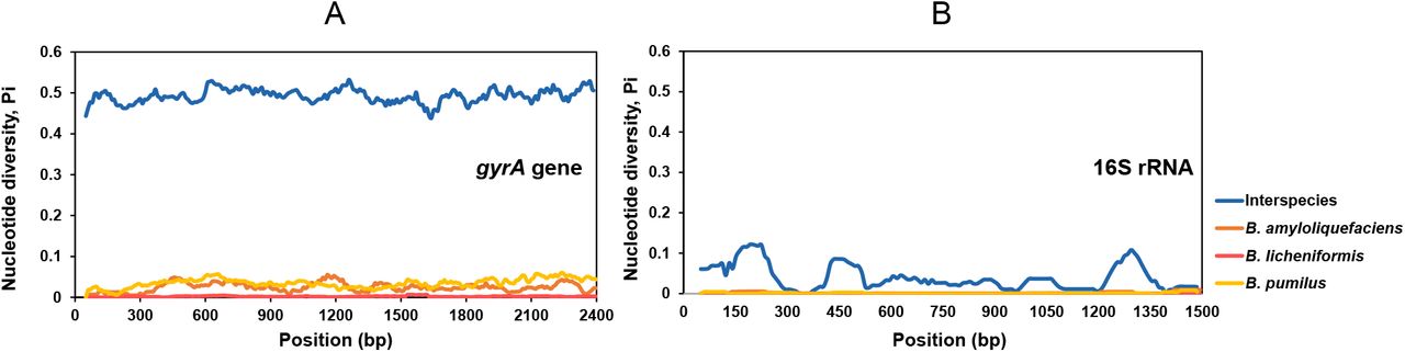 Sliding window analysis of nucleotide variability [Pi (π)] along the sequence of the gyrA gene (A) and 16S rRNA (B) in Bacillus. 361 and 256 of gyrA and 16S sequences from 20 species and three species (B. amyloliquefaciens (n=88), B. licheniformis (n=71) and B. pumilus (n=97)) were aligned with Kalign method and nucleotide diversity was determined in DnaSP (v.6) (Rozas et al., 2017) using a window size of 100-bp, a step size of 10-bp, and points based on the mid-point of each window (i.e., the first point is at position 200). The blue lines display the Bacillus inter-species nucleotide diversity of the two genes and the orange, grey and yellow lines display the nucleotide diversity of two genes in B. amyloliquefaciens, B. licheniformis and B. pumilus, respectively. The sequence length of gyrA gene for analysis was 2450 bp, and that of 16S rRNA was 1540bp.