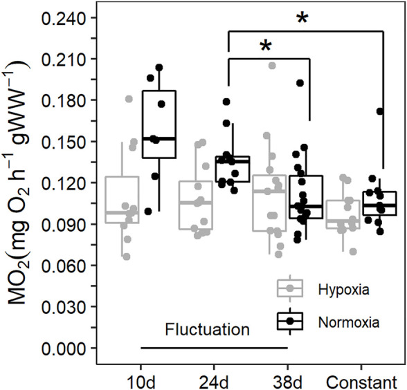 Routine metabolic rate (RMR) of Callinectes sapidus acclimated to a thermal fluctuation or a constant temperature in normoxia (≥80% air saturation) and moderate hypoxia (∼45% air saturation). Sampling times along the fluctuation are 10d at 29°C (n = 7 in normoxia and 11 in hypoxia), 24d at 34°C (n = 11 in normoxia and 12 in hypoxia), and 38d at 29°C (n = 18 in normoxia and 15 in hypoxia). The constant temperature lasted for 30d (n = 11 in normoxia and 12 in hypoxia). The asterisks symbols refer to statistically significant difference at p ≤ 0.05.