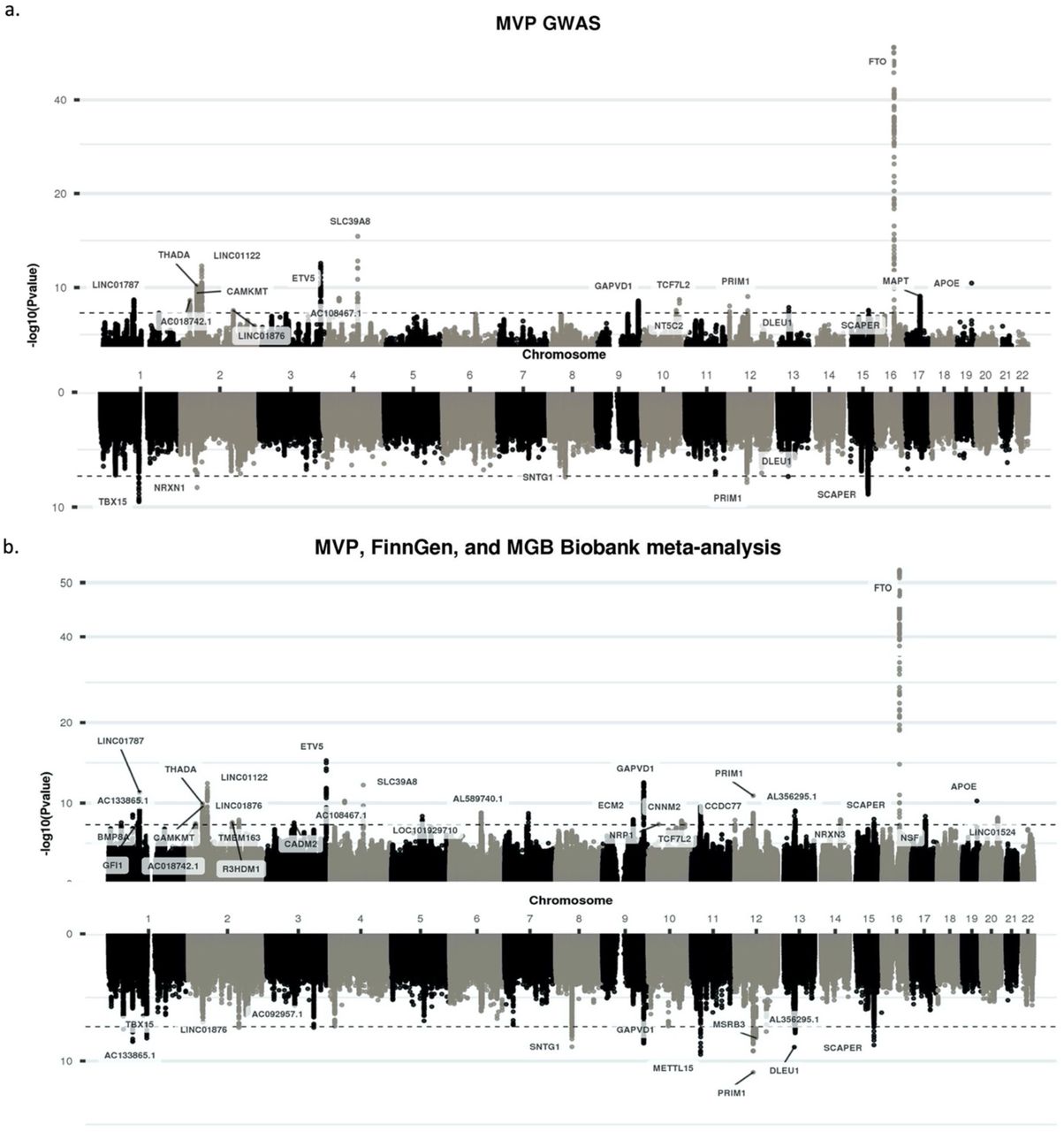 Miami plots of the main MVP analyses and of the MVP, FinnGen, and MGB Biobank meta-analyses.Panel (a) provides a Miami plot from the primary MVP GWAS and panel (b) provides a Miami plot from the meta-analysis of MVP, FinnGen, and MGB Biobank. In each Miami plot, the top part provides results from BMI-unadj analysis, and the bottom from BMI-adj analysis.