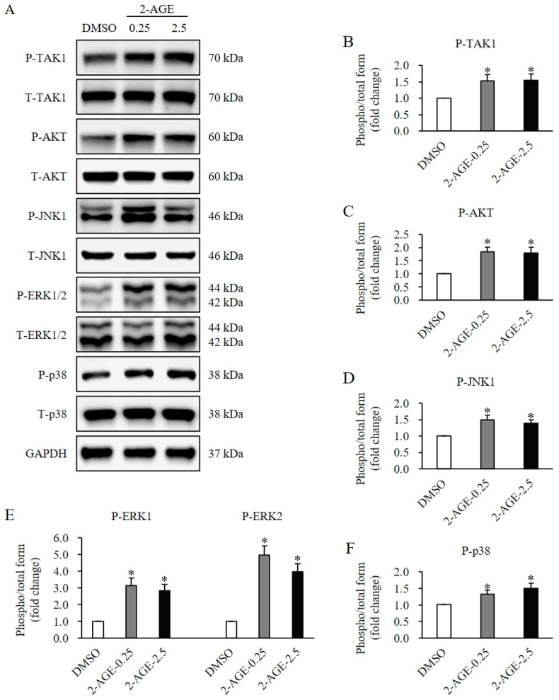 Effects of cannabinoid receptor 1 (CB1) agonist on non-Small Mothers Against Decapentaplegic (SMAD) signaling in human dermal fibroblasts (HDFs). (A) Western blot analysis showing a significant increase in the phosphorylation levels of TAK1, AKT, JNK1, ERK1/2 and p38 in HDFs treated with 2.5 μM 2-arachidonyl glyceryl ether (2-AGE), a CB1-selective agonist, for 1 h compared to dimethyl sulfoxide (DMSO)-treated cells. (B) Quantification of protein phosphorylation levels of TAK1. (C) Quantification of protein phosphorylation levels of AKT. (D) Quantification of protein phosphorylation levels of JNK1. (E) Quantification of protein phosphorylation levels of ERK1/2. (F) Quantification of protein phosphorylation levels of p38. Data are presented as mean ± SD, n = 3 (each group), * p < 0.05 vs. DMSO-treated control cells, which were set as 1.0.