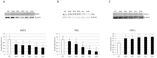 Effects of treatments on iron metabolism.Protein expression of DMT1 (A), Transferrin Receptor 1, TfF1(B), Ferroportin, FPN1 (C) in OCs, differentiated or not in presence of DFX [5μM], from 5 Childhood cancer survivors (CCS) after 48h of exposure with JWH-133 [100nM] and RTX [5μM], determined by Western Blot starting from 15 μg of total lysate. The most representative images are showed. The Image Studio Digits software has been used for the protein bands density detection. The intensity ratios of immunoblots compared to CTR, considered as 1, were quantified after normalization with the housekeeping protein β-Actin. Histogram shows the relative quantification for DMT1, TfR1, FPN1 expression is presented in histogram as mean ± SD of independent experiments on each individual sample. For statistical analysis it has been used ANOVA test followed by a post hoc test. *Indicates p ≤ 0.05 compared to the untreated control (NT).