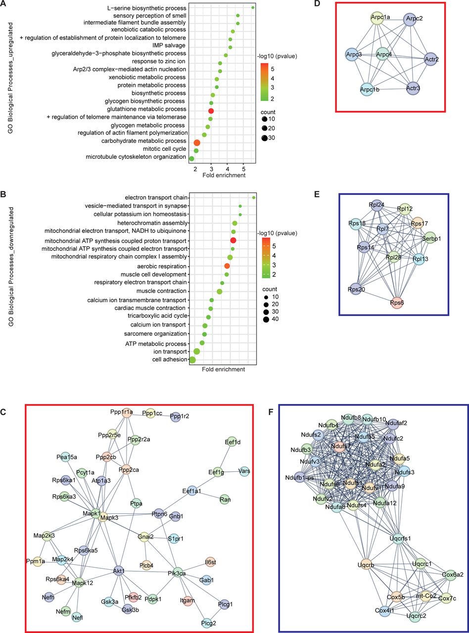Identification of pain signaling pathways in nerve terminals.(A and B) Dot plot summarizing the top 20 Gene Ontology (GO) biological processes terms for upregulated (A) and downregulated (B) proteins in peripheral nerve terminals of wild type relative to NaV1.9 KO mice. The x-axis represents the fold enrichment, and the y-axis represents the enriched pathway for biological processes. The colour scale indicates different thresholds of the p-value, and the size of the dot indicates the number of genes corresponding to each pathway. (C-F) STRING analysis of proteins up- (C and D) and downregulated (D and E) in wild type relative to NaV1.9 KO nerve terminals. Each node represents a protein, and each edge represents an interaction including either physical or functional associations. Only interactions with the highest confidence score (0.9) are shown.