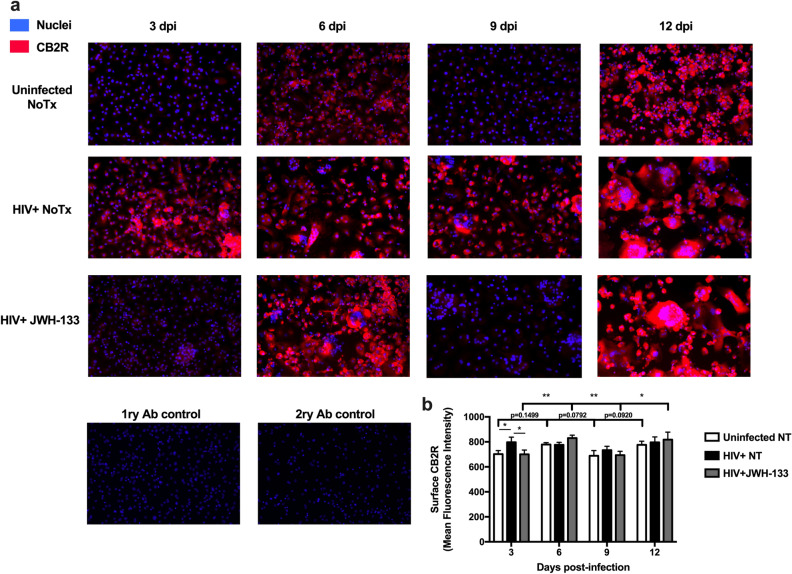 JWH-133 prevents HIV-induced increase in surface CB2R expression and induces oscillating expressions over time. MDM were cultured in 8-well chamber slides, infected with HIV-1ADA, and treated with JWH-133 at 0.5 µM. Slides were fixed at days 3, 6, 9, and 12dpi. Cells were stained with an anti-CB2R antibody (red) and nuclei were stained with DAPI (blue). At least 3 different random pictures per condition were acquired. Representative immunofluorescence images are shown. Graphs are presented using the mean ± standard error of the mean (SEM). This figure is representative of three different donors (n = 3). *p < 0.05, **p < 0.01.