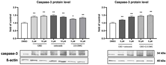 Bar graphs display caspase-3 protein levels as a fold of control under different treatments: CBD, celecoxib, and 2,5-DMC, with concentrations of five and ten micromolar. The left graph shows individual treatments, while the right graph shows combinations. Error bars indicate variability, and asterisks denote significance. Below the graphs are Western blot images for caspase-3 and β-actin, labeled with molecular weights of 34 and 45 kilodaltons, respectively.