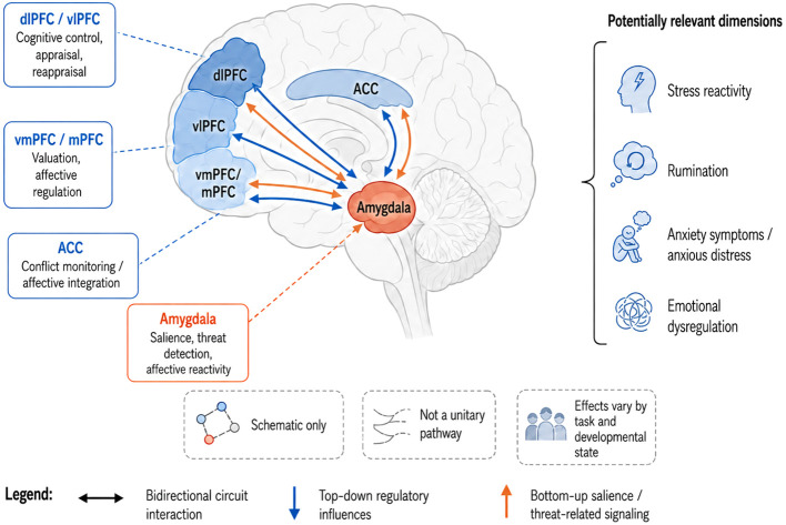 Diagram of key brain regions in emotional regulation and their interactions. The amygdala processes salience and threat and connects bidirectionally with the dorsolateral, ventrolateral, ventromedial, and medial prefrontal cortex and anterior cingulate cortex, displaying top-down (blue arrows) and bottom-up (orange arrows) influences. Potentially relevant emotional and psychological dimensions such as stress reactivity, rumination, anxiety symptoms, and emotional dysregulation are noted with icons at right. Diagram includes a schematic legend and clarifies that effects vary by task and developmental state.
