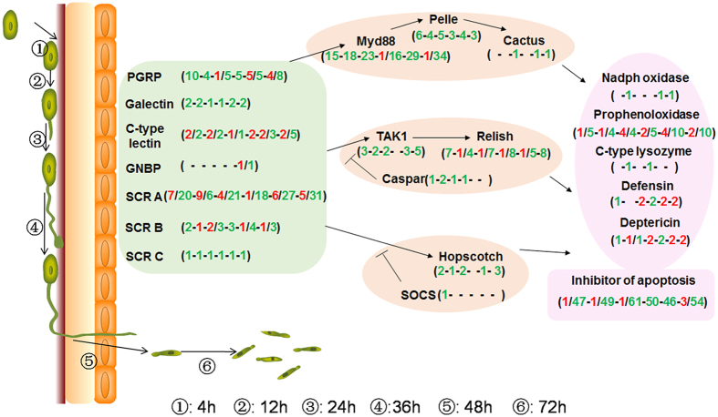 Summary of the immune related DEGs identified in the locust CNS after M. acridum infection. Red and green numbers in the brackets represent the number of significantly up-regulated and downregulated genes, respectively, corresponding to the sub-category. The infection time courses, inculding 4 h, 12 h, 24 h, 36 h, 48 h and 72 h post infection, were separated by short line in each bracket.