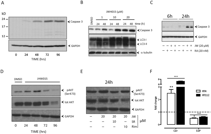 Molecular events driving JWH015 cytotoxicity.Western blot analyses in RT112 cells: Panel A: JWH015-mediated (20 μM) induction of caspase 3 over time (0–96 hrs). Panel B: Dose-effect of JWH015 (1–20 μM) in inducing caspase 3 and LC3I-II 24–48 hrs post exposure. Panel C: JWH015-mediated (JW, 20 μM) induction of caspase 3 6–24 hrs after exposure with or without addition of rapamycin (RA, 20 nM). Panel D: modulation of pAKT by JWH015 (20 μM) over time. Untreated (DMSO) control cells tested both at time 0 and after 96 hrs of culture were similar. Panel E: Effect of CB1 (rimonabant, Rim, 10 μM) or CB2 (SR14452, SR, 10 μM) antagonists on pAKT when simultaneously administered to cells together with the CB2 agonist (JWH015, JW, 20 μM) after 24 hrs incubation. A single experiment is shown as representative of three independent ones with similar results. Panel F: Ceramide (Cer)/sphingosine 1-phosphate (S1P) rheostat levels in RT4 and RT112 cells treated with JWH015 (20 μM). Cell lipids were metabolically labelled with [1-3H]sphingosine after 48 hrs JWH015 incubation. Radioactive lipids were visualized by digital autoradiography and quantified with specific Beta-Vision software. Data are expressed as fold-change with respect to untreated control cells (dashed line) and are the mean ± SD of three different experiments. °°°p < 0.001 vs untreated cells baseline (dashed line); *p < 0.05 vs RT112. **p < 0.01 vs RT112, 2-tail unpaired Student’ T test.