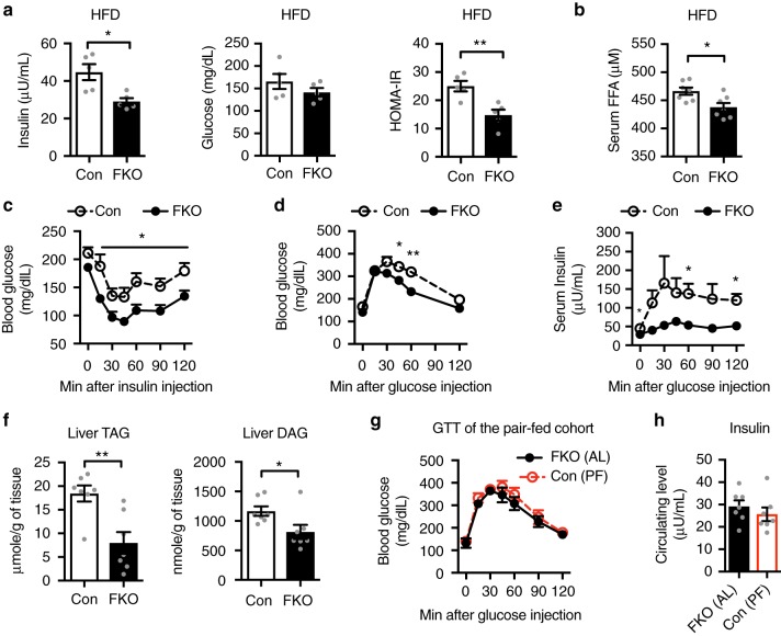 Adipocyte OGT drives diet-induced insulin resistance through obesity. a Basal insulin levels, glucose levels, HOMA-IR values in male Con (n = 5) and FKO (n = 5) mice fed HFD for 11 weeks. b Serum levels of free fatty acids (FFA). Mean ± s.e.m.: 466.4 ± 6.4 μM (Con, n = 7) vs. 437.8 ± 7.5 μM (FKO, n = 7). c Blood glucose response to intraperitoneal insulin tolerance test in male Con (n = 5) and FKO (n = 5) mice fed HFD for 12 weeks. d, e Blood glucose (d) or blood insulin (e) response to intraperitoneal glucose tolerance test (GTT) in male Con (n = 5) and FKO (n = 5) mice fed HFD for 11 weeks. f Levels of triacylglycerol (TAG) and diacylglycerol (DAG) in livers of Con (n = 7) and FKO (n = 7) mice fed HFD for 22 weeks. g, h Blood glucose response to GTT (g), and basal insulin levels (h) in pair-fed (PF) Con (n = 7) and ad libitum (AL) FKO (n = 7) mice fed HFD for 9 weeks. Data were presented as mean ± s.e.m. *P < 0.05, **P < 0.01, two-tailed Student’s t-test (a, b, f, h), or post hoc Sidak’s tests (c–e, g)