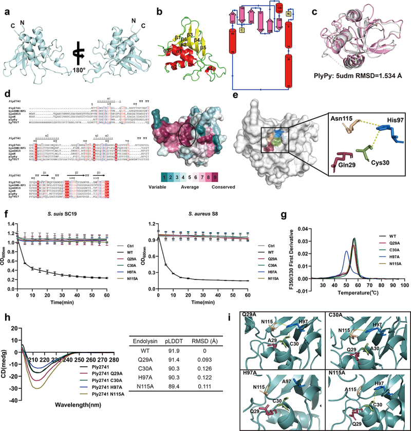 Structural and functional analysis of the catalytic domain of Ply2741. (a) The overall structure of Ply2741CD depicted in cartoon model. (b) Secondary and topology structure of Ply2741CD. α-helices, β-strands, and coil are indicated in red, yellow, and green, respectively. (c) The catalytic domain structural comparison between Ply2741 (white) and PlyPy (pink) (PDB id:5udm) using PyMOL, with an RMSD of 1.543Å. (d) Multiple sequence alignment of Ply2741CD with homologous proteins and conserved surface analysis of Ply2741CD. The alignment was performed using ClustalW and visualized using ESPript. Strictly conserved residues are highlighted in red, with the protein secondary structure shown above the sequence. (e) Surface representation of Ply2741CD, with key catalytic residues displayed in stick model and labeled with different colors. A zoomed view of “Cys-His-Asn” catalytic triad and Gln29. (f) Bactericidal curves of wild type and catalytic residues mutant proteins against S. suis SC19 and MRSA S8. SEC buffer was used as a control. Experimental data are presented as mean ± SD and were independently repeated three times. (g) Thermal stability of wild type and mutant endolysins, with proteins at a concentration of 0.5 mg/ml determined for melting temperatures. The experiment was independently repeated three times, and Figure 5g represents data from one of the three independent experiments. (h). Structural analysis of wild-type Ply2741CD and its mutant proteins. Secondary structure analysis of endolysins were determined via circular dichroism at 200-260 nm. The protein structures predicted by AlphaFold were compared using PyMOL, with RMSD indicating the differences between the proteins. (i) Interaction of key catalytic residues in catalytic active sites in wild-type and mutant Ply2741CD, with key residues displayed in stick model.