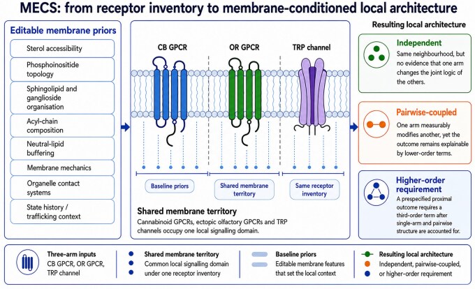 Conceptual MECS schematic showing how editable membrane priors can shift interpretation from receptor inventory toward membrane-conditioned local architecture, including independent behaviour, pairwise-coupled lower-order structure or a higher-order requirement.