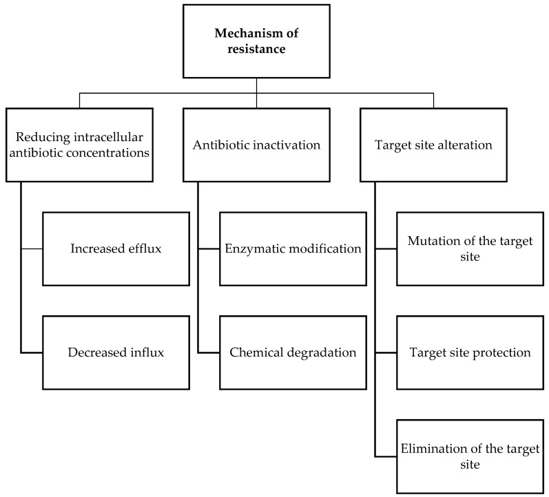 Mechanism of antimicrobial resistance which include reduce intracellular antibiotic concentration, antibiotic inactivation, and target site alteration.