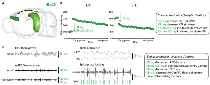 Endocannabinoid neuromodulation of HPC-mPFC communication (A) eCB system in HPC and mPFC areas. (1) Hippocampus CA1; (2) Prelimbic prefrontal cortex. Green: eCB neurotransmission in HPC and mPFC (brain sites adapted from the Brain Explorer, Allen Institute). (B) CB1 activation decreased LTP maintenance in HPC-mPFC pathway. (C) CB1 agonism reduces HPC theta power and decreases mPFC Gamma power in adults, while chronic CB1 agonist treatment during adolescence increased mPFC Gamma power in adults. Also, CB1 agonism decreases HPC-mPFC theta coherence during a spatial working memory task and spike-gamma band phase locking in mPFC. eCB, endocannabinoid; LTP, CB1, cannabinoid receptor 1; long-term potentiation; LTD, long-term depression. ag, agonist; ant., antagonist.