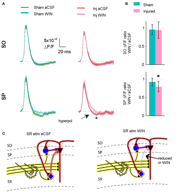 Suppressing GABAergic signaling by CCK positive interneurons significantly reduces hyperpolarization in slices prepared from injured animals. (A) VSD average traces for slices prepared from sham and injured animals in control aCSF and in the cannabinoid agonist WIN55,212-2 (n = 12 for both groups). In slice prepared from injured mice, the same concentration (100 nM) of WIN55,212-2 that significantly increased action potential firing in the pyramidal neuron recordings, significantly reduced SP hyperpolarization in VSD recordings, indicating that cannabinoid-sensitive interneurons contribute to both phenomena. Although WIN55,212-2 reduced SR-evoked SP hyperpolarization in both sham and injured slices, the difference was only significant for injured animals (sham P = 0.226, injured P = 0.032). Stimulus 500 μA, analysis region 1100–1400 μm. (B) Group average WIN55,212-2 effect. Ratio of response in WIN55212-2 to response in aCSF. The relative magnitude of the WIN effect is significantly different from unity in the slices from injured animals (signed rank P values for test of median = 1: sham P = 0.424, injured P = 0.042). Dotted line indicates WIN/aCSF ratio equal to unity. (C) Schematic showing reduction of synaptic transmission from CCK positive basket cell to pyramidal neuron by WIN55,212-2.