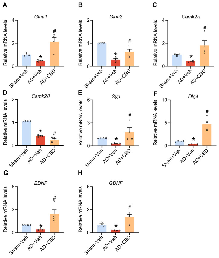 CBD’s neuroprotective role and synaptic dysfunction alleviation in Aβ1–42-induced mice. (A) Quantified image showing the mRNA expression level of Glua1. (B) Quantified image showing the mRNA expression level of Glua2. (C) Quantified image showing the mRNA expression level of CamKIIα. (D) Quantified image showing the mRNA expression level of CamKIIβ. (E) Quantified image showing the mRNA expression level of Syp. (F) Quantified image showing the mRNA expression level of Dlg4. (G) Quantified image showing the mRNA expression level of BDNF. (H) Quantified image showing the mRNA expression level of GDNF. Data are shown as mean ± SEM (n = 4). * p < 0.05 vs. sham + Veh group; # p < 0.05 vs. AD + Veh group.