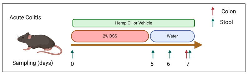 Schematic of experimental design. Colitis is induced using a 2% DSS solution administered via drinking water. Cannabinoids were administered via diet or i.p throughout the course of DSS treatment.