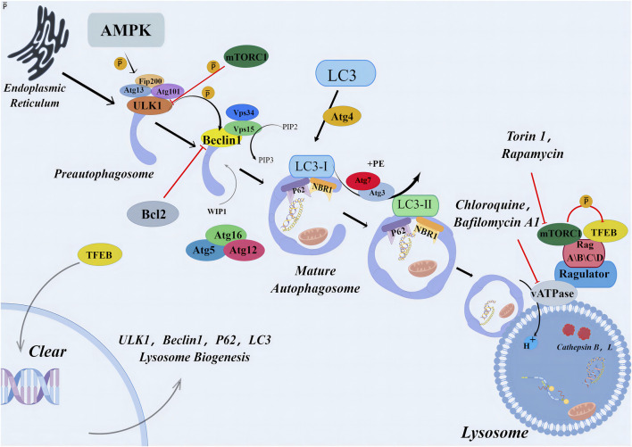 Primary mechanism of autophagy. The autophagic signaling pathway. Under metabolic stress, AMPK activation and/or mTORC1 inhibition lead to the activation of the preinitiation complex (ULK1, FIP200, and ATG13). The latter activates the initiation complex (beclin 1, VPS15, and VPS34) that generates PI3P and recruits ATG7 to the phagophore. ATG7 initiates two conjugation pathways necessary for membrane elongation and closure of the autophagosome. In the ATG5-ATG12 conjugation pathway, ATG12 is sequentially transferred to ATG7, ATG10, and ATG12. The ATG5-12 conjugate recruits ATG16L and forms a complex necessary to stabilize the phagophore and to complete the second conjugation pathway. In the LC3-PE pathway, LC3 is cleaved by ATG4 and sequentially conjugated to ATG7 and ATG3. The ATG5-ATG12-ATG16 L complex carries out the final step by transferring LC3 to PE to form an LC3-PE conjugate (also called LC3-II). LC3-II binds to the autophagosomal membrane, and form autolysosome. AMPK, AMP-activated protein kinase; Atg, autophagy related gene; Bcl2, antiapoptotic protein; Beclin1, myosin-like BCL2 interacting protein; LC3 (MAP1LC3), microtubule-associated proteins light chain three; mTORC1, mammalian target of rapamycin complex one; p62, p62 protein; PIP, polyphosphoinositides; Rag, Rag proteins (RagA–D); TFEB, transcription factor EB; ULK, Unc-51-like kinase; vATPases, vacuolar-type adenosine triphosphatases.