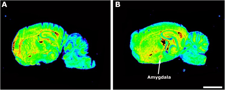 Autoradiographic images of sagittal sections from WT (A) and CB1 KO mice (B) showing [35S]GTPγS binding stimulated by LPA (10– 5 M). Note the increase in the binding at the amygdala in CB1 KO mice. Scale bar = 3 mm.