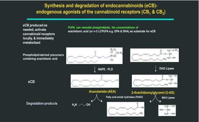 Synthesis and degradation of the endocannabinoids. The biosynthesis and degradation of eCBs derived from AA is accomplished by specific cellular lipase enzymes, as illustrated. Likewise, the eCBs DHEA and EPEA are produced by n–3 PUFAs (DHA and EPA) and share the same enzymes as shown for those metabolized from AA. The cellular/tissue balance between the n–6 and n–3 PUFAs determines the amounts and types of eCBs synthesized endogenously. AA, arachidonic acid (20:4n–6); AEA, anandamide; CB, cannabinoid receptor; DAG, diacylglycerol; DHEA, N-docosahexaenoyl ethanolamide; eCB, endocannabinoid; EPEA, N-eicosapentaenoyl ethanolamide; FAAH, fatty acid amide hydrolase; LCPUFA, long-chain polyunsaturated fatty acid; MAG, monoacylglycerol; NAPE-PLD, N-acylphosphatidyl ethanolamine–specific phospholipase D; 2-AG, 2-arachidonoylglycerol.