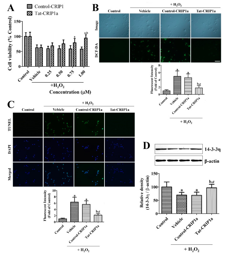In vitro neuroprotective effects and mechanism of His-CRIP1a and Tat-His-CRIP1a proteins against H2O2-induced damage in HT22 cells. (A) Concentration-dependent cell viability was observed in HT22 cells after His-CRIP1a and Tat-His-CRIP1a treatment for 1 h and subsequent treatment with 1 mM H2O2 for 5 h. A two-way ANOVA test was used to analyze the data followed by a Bonferroni’s post-hoc test (a p < 0.05, significantly different from the Control-CRIP1a group; b p < 0.05, significantly different from the vehicle group). (B) H2O2-induced reactive oxygen species (ROS) production was measured with 1.0 μM His-CRIP1a and Tat-His-CRIP1a treatment for 60 min and subsequent treatment with 1 mM H2O2 for 10 min and 20 μM 2′,7′-dichlorofluorescein diacetate (DCF-DA) for 30 min. (C) H2O2-induced DNA fragmentation was visualized with TUNEL staining after 1 μM His-CRIP1a and Tat-His-CRIP1a treatment for 1 h and subsequent treatment with 1 mM H2O2 for 3 h. (B and C) Scale bar = 100 μm. Intensities of DCF-stained and terminal deoxynucleotidyl transferase-mediated biotinylated dUTP nick end labeling (TUNEL)-positive cells were measured and the data are presented as percentile values vs. Control group. (D) Levels of 14-3-3η were measured with Western blot after 1 μM His-CRIP1a or Tat-His-CRIP1a proteins for 1 h and then treated with 1 mM H2O2 for 3 h. The density of 14-3-3η and β-actin bands were analyzed, and the data was calibrated with a ratio of 14-3-3η/β-actin. A one-way ANOVA test was used to analyze the data followed by a Bonferroni’s post-hoc test (a p < 0.05, significantly different from the control group; b p < 0.05, significantly different from the vehicle group; c p < 0.05, significantly different from the Control-CRIP1a group). Data are expressed as mean with standard deviation.