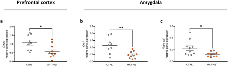 Daglα, Cnr1 and Nape-pld expression in selective rat brain regions.Daglα (a), Cnr1 (b), and Nape-pld (c) relative gene expression in rat PFC and AMY. Scattered plots represent individuals’ mRNA abundance calculated by the Delta-Delta Ct (ΔΔCt) method. *p < 0.05, **p < 0.01 Mann–Whitney test.