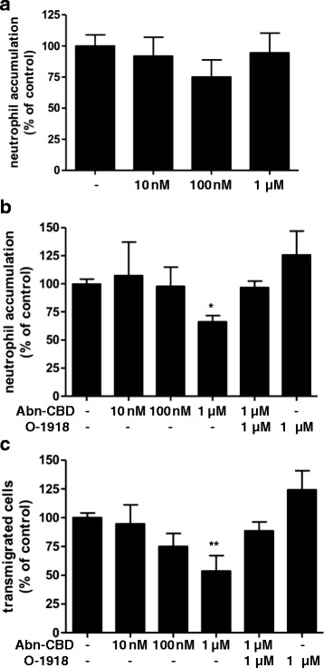The effects of Abn-CBD on neutrophil recruitment assessed using a parallel plate flow chamber assay. HUVEC monolayers were activated with TNF-α (10 nM) 4 h prior to the experiment. a Abn-CBD was added to the HUVEC for 1 h and freshly isolated neutrophils were perfused over the monolayer for 4 min. b Using a different approach neutrophils were treated with Abn-CBD and O-1918 for 15 min and then perfused over the HUVEC monolayer, neutrophil accumulation was then assessed after 4 min of perfusion, and c transmigration of neutrophils through the monolayer was determined after 6 min. Neutrophil accumulation (after 4 min) and transmigration (after 6 min) was significantly decreased, when neutrophils were incubated with Abn-CBD. *, p < 0.05 and **, p < 0.01 when compared to control, Abn-CBD + O-1918 and O-1918; n = 5/group