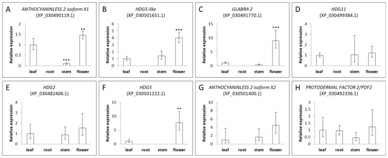 Expression pattern of eight cannabis HDZ IV genes in different tissues of Space Candy (SC). (A) the expression pattern of ANTHOCYANINLESS 2 isoform X1 (XP_030490119.1) in different tissues; (B) the expression pattern of HDG5-like (XP_030501651.1) in different tissues; (C) the expression pattern of GLABRA2 (XP_030491770.1) in different tissues; (D) the expression pattern of HDG11 (XP_030499384.1) in different tissues; (E) the expression pattern of HDG2 (XP_030482406.1) in different tissues; (F) the expression pattern of HDG5 (XP_030501222.1) in different tissues; (G) the expression pattern of ANTHOCYANINLESS 2 isoform X2 (XP_030501400.1) in different tissues; (H) the expression pattern of PROTODERMAL FACTOR 2/PDF2 (XP_030492336.1) in different tissues. The ∆∆CT method was used for calculations. X-axis refers to different tissues. Data are presented as means ± SE (n = 3). Means separation between expression in various tissues compared to the level in leaf was evaluated using Student’s t-test; ** indicates p < 0.01, and *** indicates p < 0.001.