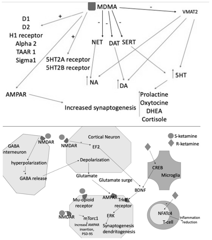MDMA acts as an inhibitor of NET, DAT, SERT and of VMAT2, resulting in increased levels of the three monoamines DA, NE, and 5HT. The latter consequently increases the blood levels of prolactin, DHEA, oxytocin, and cortisol. MDMA also binds D1-D2 receptors and acts as an agonist of H1, 5HT2A, and B receptors. Its effects are also explained by the interaction with TAAR1, alpha2, and Sigma1. S- and R-ketamines increase glutamate release into the synaptic cleft, activating AMPAR and contributing to further synaptogenesis and dendritogenesis. S-ketamine binds NMDARs expressed in GABAergic interneurons, leading to a depolarization of cortical excitatory neurons. This depolarization causes glutamate and BDNF release, which bind to TrkB receptors. TrkB activates the mTORC1 signaling pathway, leading to the upregulation of synaptogenesis and dendritogenesis. S-ketamine binds to extrasynaptic NMDARs, disinhibiting mTORC1 signaling by deactivating eEFK2. Binding to mu-opioid receptors may facilitate antidepressant effects. R-ketamine affects microglial signaling and, by increasing BDNF release through TrkB, activates the ERK signaling pathway, resulting in synaptogenesis and dendritogenesis.