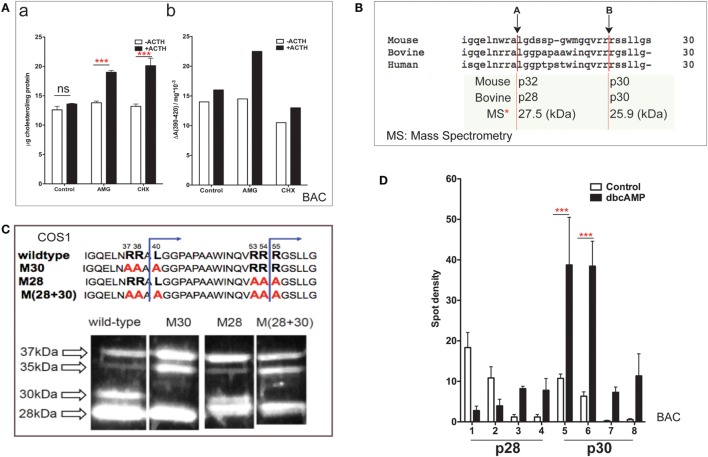 NTD cleavage in COS-1 cells parallels changes in primary bovine adrenal cells. (A) Effects of aminoglutethimide (0.5 mM) and cycloheximide (0.2 mM) on cholesterol transfer in ACTH-stimulated cultured bovine adrenal cells (47) are shown in (a) mitochondrial cholesterol and (b) determination of cholesterol–CYP11A1 complex. Data are represented as mean ± SEM, ***P < 0.001. (B) Multispecies sequence comparison of StAR NTD that shares conserved MMP cleavage sites A and B. The typically used mouse and bovine identification of products is compared to the average M.W determined by mass spectrometry for bovine products. (C) Mutation of conserved cleavage sites (M28, M30) in the NTD of bovine StAR. The blue lines indicate the predicted cleavage sites for the production of the 30- and 28-kDa form of StAR. Expression of CMV bovine StAR vectors in COS-1 cells. Effects of mutations as observed by immunoblotting for StAR (48). (D) 2D gel determinations of NTD cleavage products in BAC cells (20). Decreases (p28, #1–2) and increases (p28, #3–4; p30, #5–6) of NTD cleavage products are shown in response to dibutryl cAMP. Data are represented as mean ± SEM, ***P < 0.001.