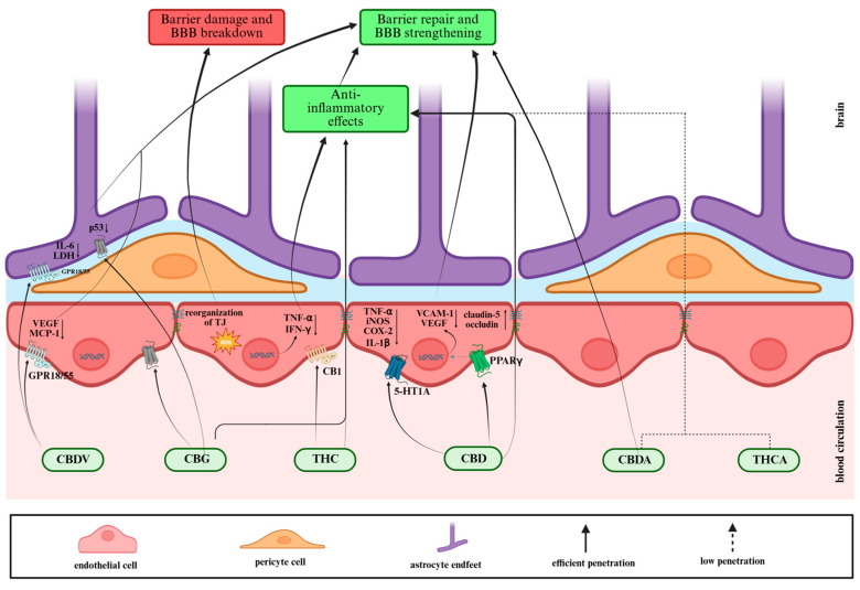 A schematic illustration of phytocannabinoids’ effects on the BBB.
