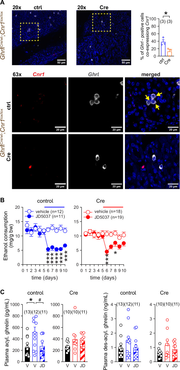 Deletion of CB1R from ghrelin-producing cells is necessary but not sufficient to occlude JD5037-induced inhibition of VEI.A RNAscope images of Cnr1 and Ghrl expressions in the stomach sections from control (ctrl) (Ghrlwt;Cnr1lox/lox) and ghrelin-producing cell-specific Cnr1-deficient (Cre) (GhrlCre;Cnr1lox/lox) littermate mice. Yellow squares indicate areas from 20x images displayed at 63x magnification. Arrows indicate presence of Cnr1 mRNA (red) in ghrelin producing cells (white). DAPI (blue) visualizes nuclear DNA. B The effect of CB1R blockade with JD5037 3 mg/kg p.o. on VEI in control (Ghrlwt;Cnr1lox/lox) and ghrelin-producing cell-specific Cnr1-deficient (Cre) (GhrlCre;Cnr1lox/lox) littermate mice. C Plasma acylated (acyl.) and unacylated (des-acyl.) ghrelin levels in control (Ghrlwt;Cnr1lox/lox) and ghrelin-producing cell-specific Cnr1-deficient (Cre) (GhrlCre;Cnr1lox/lox) littermate mice at the end of the 5-day treatment period. Values are obtained from ethanol-naïve animals (filled bars) and from ethanol-drinking mice (hatched and open bars), treated with vehicle (V) or JD5037 at a dose of 3 mg/kg p.o. (JD). Points and bars represent means ± SEM from indicated number of experiments. *P < 0.05, ***P < 0.001 by Student’s t-test (A) or by two-way ANOVA (B). The percentage of Ghrl-positive cells co-expressing Cnr1 (A) was calculated as the average of three areas randomly selected from images at 20x magnification. The co-expression was verified at 63x magnification. Significant differences between corresponding values in ‘no ethanol’ group (filled column) and ethanol-drinking mice treated with the vehicle (open columns) (*P < 0.05) or between vehicle- and JD5037-treated alcohol groups (open and hatched columns, respectively) (#P < 0.05) by Brown-Forsythe ANOVA (bar graph 1 in C). Ordinary one-way ANOVA was used for other bar graphs (C). Raw data points and the associated estimates of variation are accessible in the source data file.
