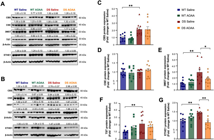 Comparison of the expression of the H2S-producing enzymes CBS, CSE, and 3-MST and the H2S-metabolizing enzymes TST and ETHE1 in wild-type vs. Dp(17)3Yey/ + mouse brains. A, B Representative immunoblots of the expression levels of the enzymes for H2S metabolism in whole-brain homogenates in A male and B female animals. C–G Collective densitometric analysis for the H2S-producing enzymes C CBS, D 3-MST, and E CSE, as well as for the H2S-catabolizing enzymes F TST and G ETHE1 are shown. The housekeeping protein β-actin served as the loading control. Each bar represents the mean ± SEM of 10 animals per experimental group, 5 males and 5 females, with each dot representing one animal; *p ≤ 0.05 and **p ≤ 0.01