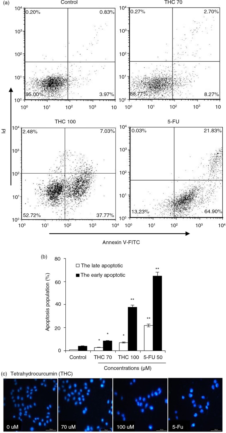 THC-induced apoptosis on MCF-7 cells. (a) MCF-7 cells were treated with different concentrations of THC (0, 70, and 100 µM), and authorized 5-FU (50 µM) was used as positive control. After 24 h of treatment, effects of THC on cell apoptosis necrosis of MCF-7 cells were assessed by flow cytometry. Representative dot plots of Annexin V-FITC/PI staining are shown for the tested compounds. (b) The percentage of apoptotic cells was calculated from the ratio of early apoptotic cells at 24 h of exposure of THC. (c) MCF-7 cells were treated with 0, 70, 100 µM THC for 24 h. Morphological changes were determined by fluorescence microscope. All experiments were done independently in triplicate per experimental point, and representative results are shown. Statistically significant difference is indicated at *p<0.05 or **p<0.01 level.