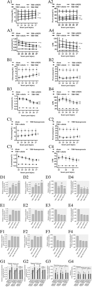 MtCB1 regulated metabolic defects following TBI. Traumatic injury changed metabolite levels in wild types, CB−/− mouse brains as well as neuronal models (A1–A4, B1–B4 and D1–D4). THC and AM251 reversely mediated metabolite levels in wild type mice brain following TBI (A1–A4). THC and AM251 did not affect metabolite levels in CB−/− mice brain following TBI (B1–B4). Hemopressin did not affect metabolite levels in wild type mice brain following TBI (C1–C4). Traumatic injury changed metabolite levels in cultured neuronal models (D1–D4). HU210 and AM251 reversely mediated metabolite levels in cultured neurons following injury (D1–D4). HU210 and AM251 did not changed metabolite levels in cultured CB−/− neurons following injury (E1–E4). HU210-biotin and hemopressin did not affect metabolite levels in cultured neurons (F1–F4). HU210 and AM251 reversely mediated metabolite levels in mitochondria separated from cultured neurons or wild-type mice after injury, but not in mitochondria from CB1−/− mice after injury (G1-G4). Data were expressed as mean ± SE (**p < 0.01 versus sham, ***p < 0.001 versus sham, #p < 0.05 versus vehicle, ##p < 0.01 versus vehicle, ###p < 0.001 versus vehicle)
