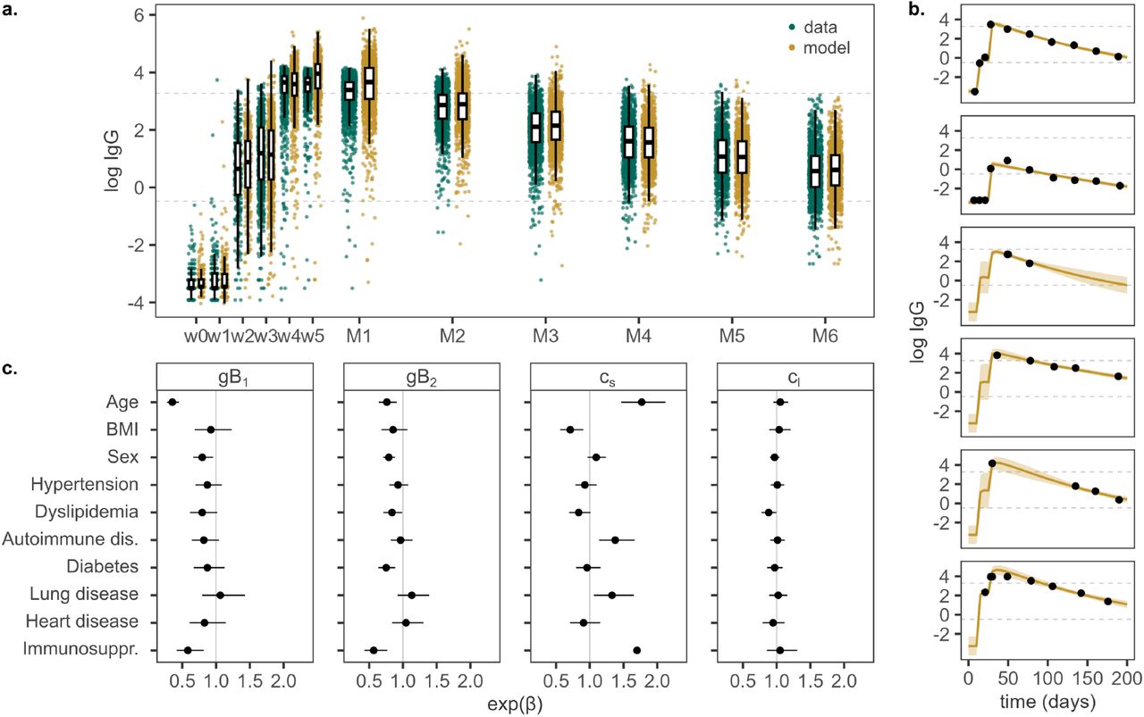 Model fit on the training data set.(a) Observed (green) and predicted (yellow) anti-SARS-CoV-2 IgG antibody levels following vaccination. Dose 1 is administered in week 0 (w0), dose 2 in week 3 (w3). Serum samples were taken weekly following dose 1 for five weeks (w1–w5), then monthly up to six months after dose 2 (M1–M6). The lower detection and upper quantification limits of the antibody assay are shown as dashed lines. (b) Observed and predicted antibody levels for six example individuals with different antibody response and sampling frequency. The solid line represents the geometric mean prediction, shaded areas indicate the 90 % posterior predictive interval. (c) Estimated effects of covariates on antibody boost (gB1 and gB2) and decay rate of short- and long-lived antibody-producing cells (cs and cl), shown as median and 95 % posterior interval estimates.
